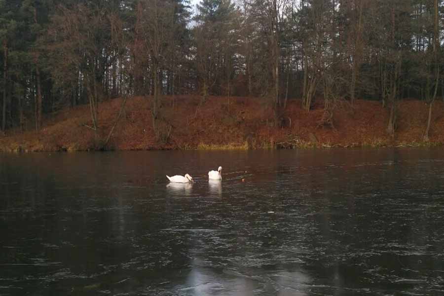 Пад Гродна ўчастковы пазычыў у дачніка лодку, каб выратаваць лебедзяў