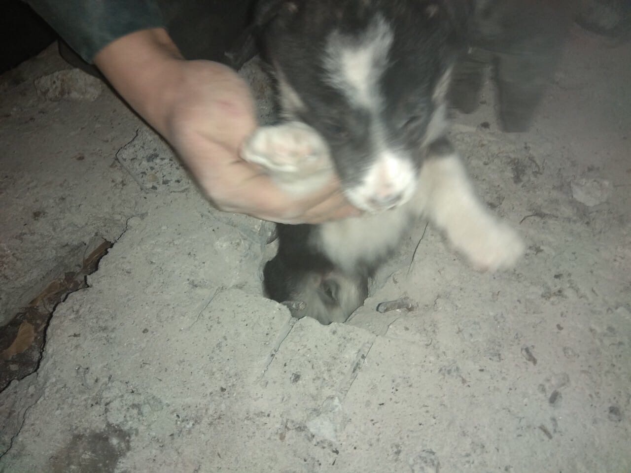 Четыре часа спасатели помогали гродненцам спасти щенков, застрявших в бетонной плите