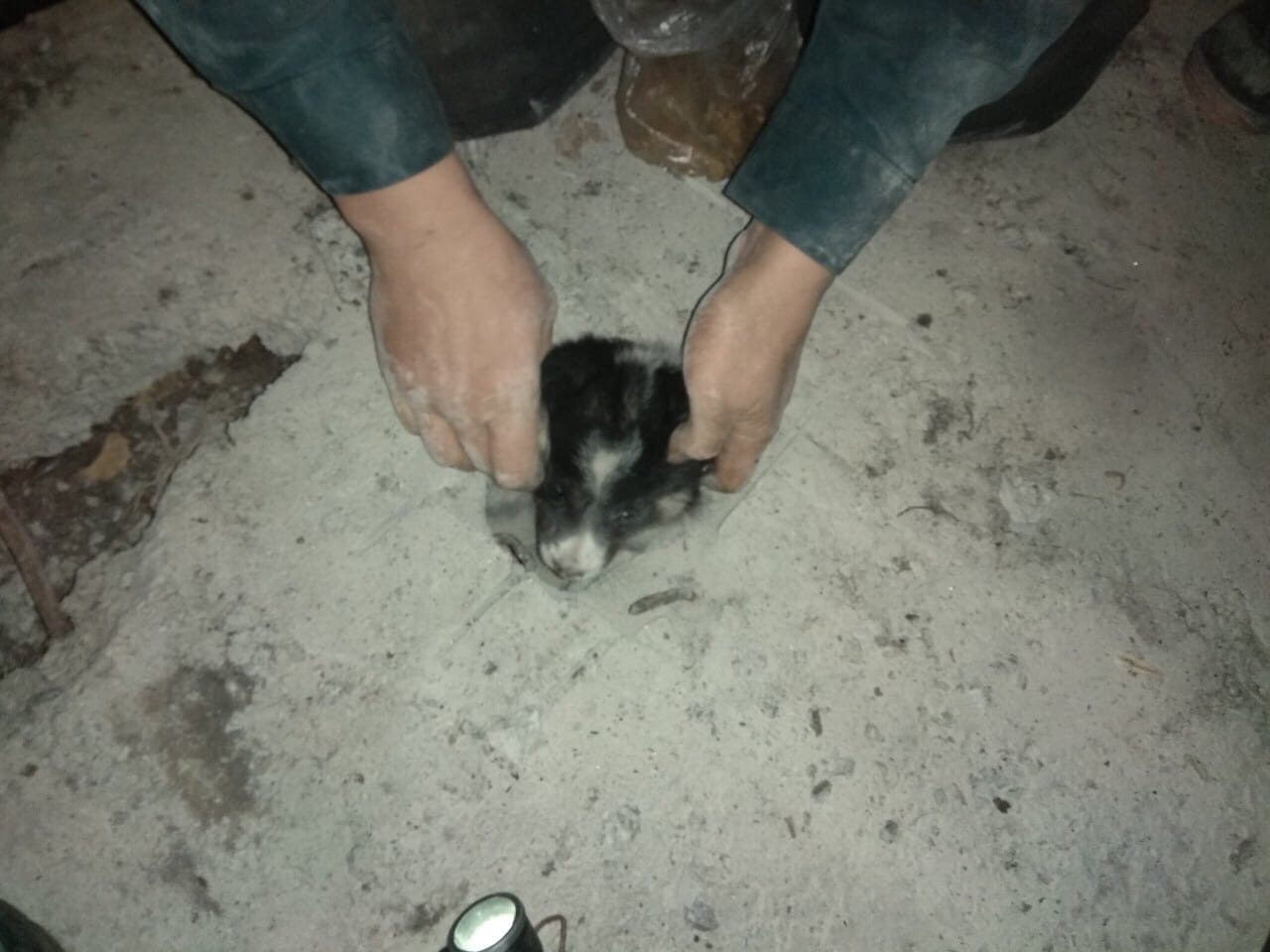 Четыре часа спасатели помогали гродненцам спасти щенков, застрявших в бетонной плите