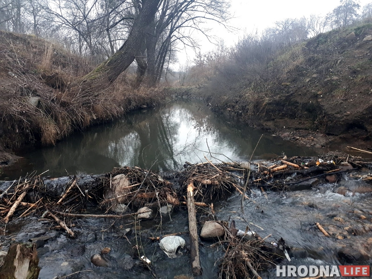 У цэнтры Гродна з'явіліся бабры. На іх пачалі паляванне У цэнтры Гродна з'явіліся бабры. На іх пачалі паляванне