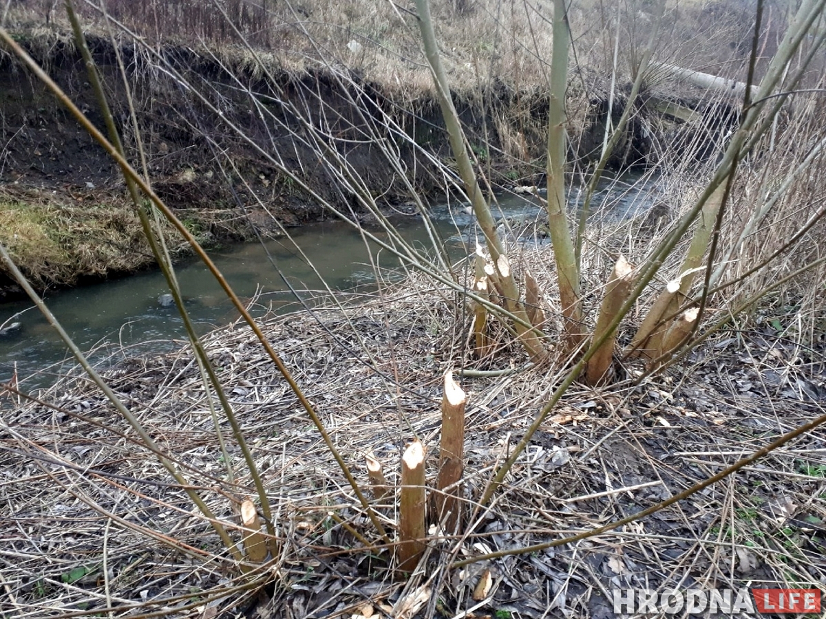 У цэнтры Гродна з'явіліся бабры. На іх пачалі паляванне У цэнтры Гродна з'явіліся бабры. На іх пачалі паляванне