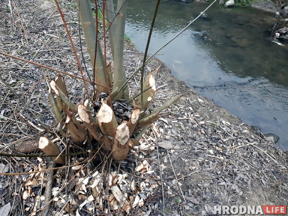 У цэнтры Гродна з'явіліся бабры. На іх пачалі паляванне У цэнтры Гродна з'явіліся бабры. На іх пачалі паляванне