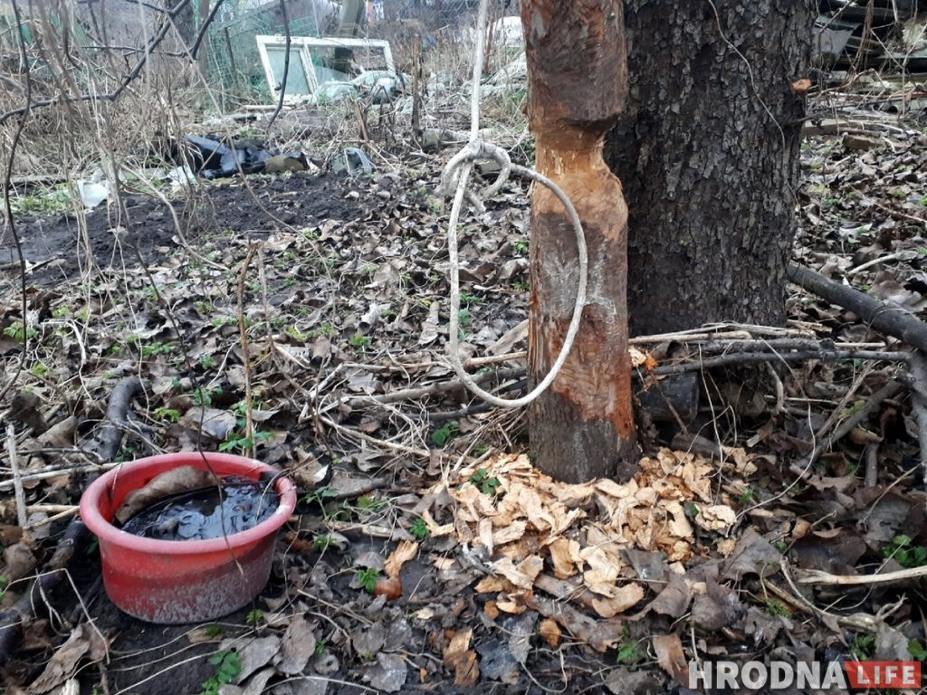 У цэнтры Гродна з'явіліся бабры. На іх пачалі паляванне