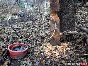 У цэнтры Гродна з'явіліся бабры. На іх пачалі паляванне У цэнтры Гродна з'явіліся бабры. На іх пачалі паляванне