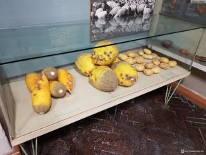 У Гальшанах заліваюць бетонам унікальнае пахаванне XIV стагодзьдзя в музее