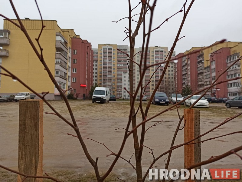 Студзень, а ў Гродне садзяць дрэвы. Зелянстрой кажа, што ўсё нармальна