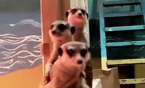 Служба аховы ў дзеянні: вясёлае відэа з сурыкатамі з гродзенскага заапарка Служба аховы ў дзеянні: вясёлае відэа з сурыкатамі з гродзенскага заапарка