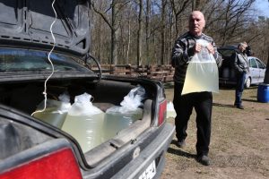 Нарыхтоўку бярозавіка на Гродзеншчыне пачнуць раней Фота: grodnonews.by