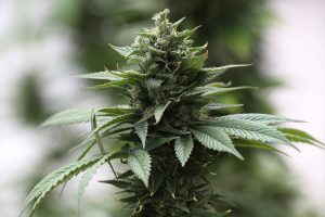 Суд над выкладчыкам з марыхуанай прадоўжыўся ў адкрытым рэжыме