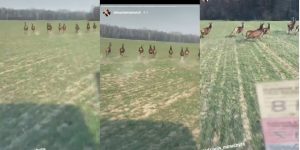 Пад Гродна маладыя людзі ганяліся за казулямі на мікрааўтобусе і запісвалі гэта на відэа Пад Гродна маладыя людзі ганяліся за казулямі на мікрааўтобусе і запісвалі гэта на відэа