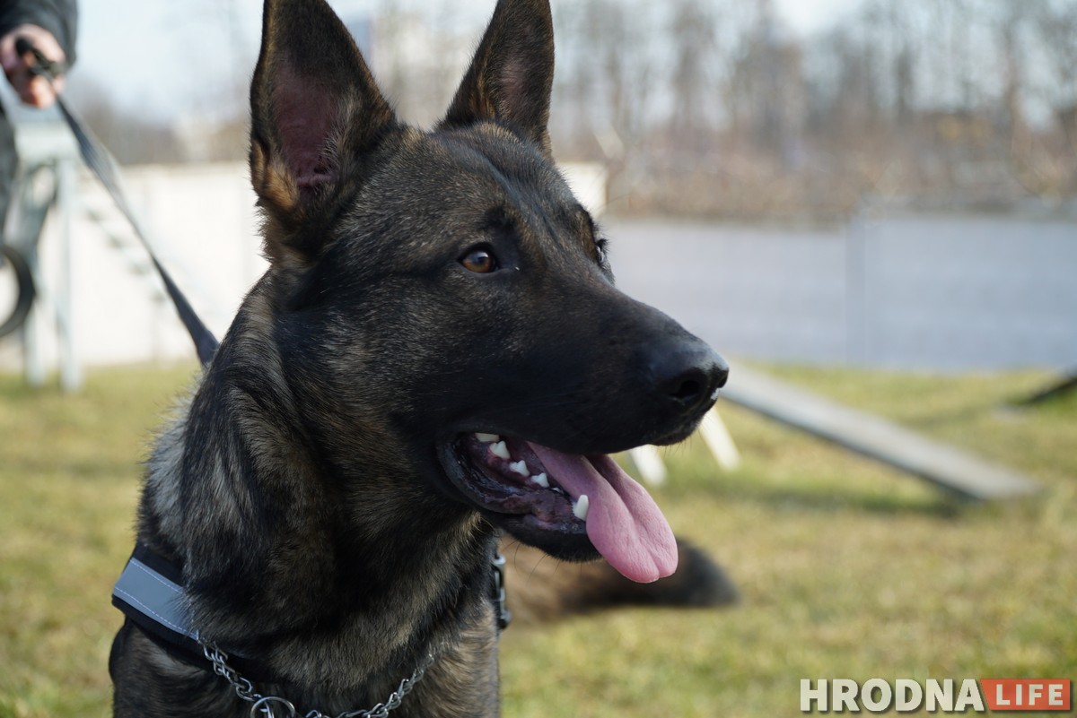 З асобнымі кабінетамі і службовым аўтамабілем. Як жывуць і працуюць сабакі Гродзенскай мытні