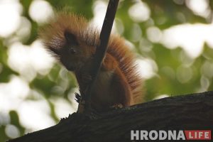 Навошта вавёркам плот, а вазочнікам – пандусы. Камунальнікі то чуюць Юлю Каляду, то не чуюць, а яна ўсё роўна піша