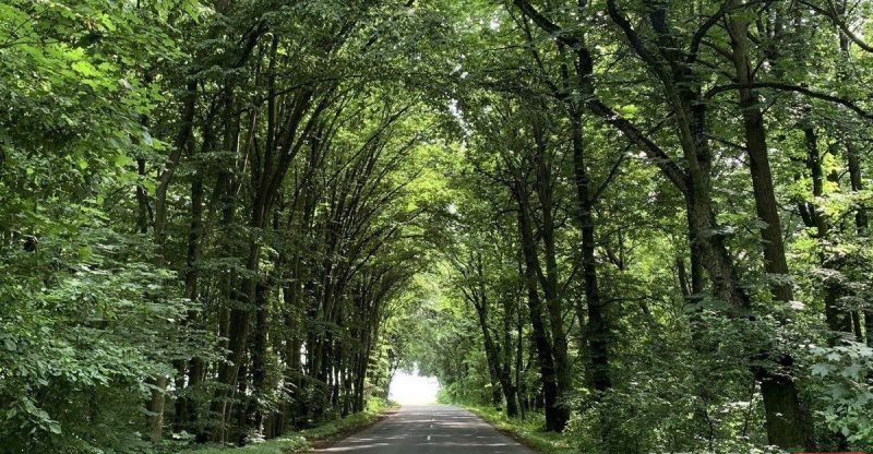 Палац графіні Красінскай, мясціны Ажэшкі і... жалезны чалавек. Што пабачыць за дзень у ваколіцах Гродна