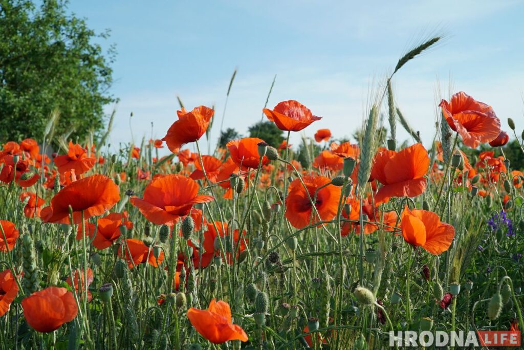 Берестовица - почти Краков, а Репля - красивее Москвы. Что посмотреть за день в окрестностях Гродно