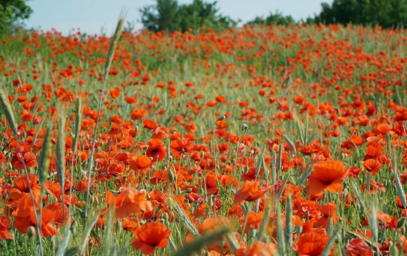 Палац графіні Красінскай, мясціны Ажэшкі і... жалезны чалавек. Што пабачыць за дзень у ваколіцах Гродна