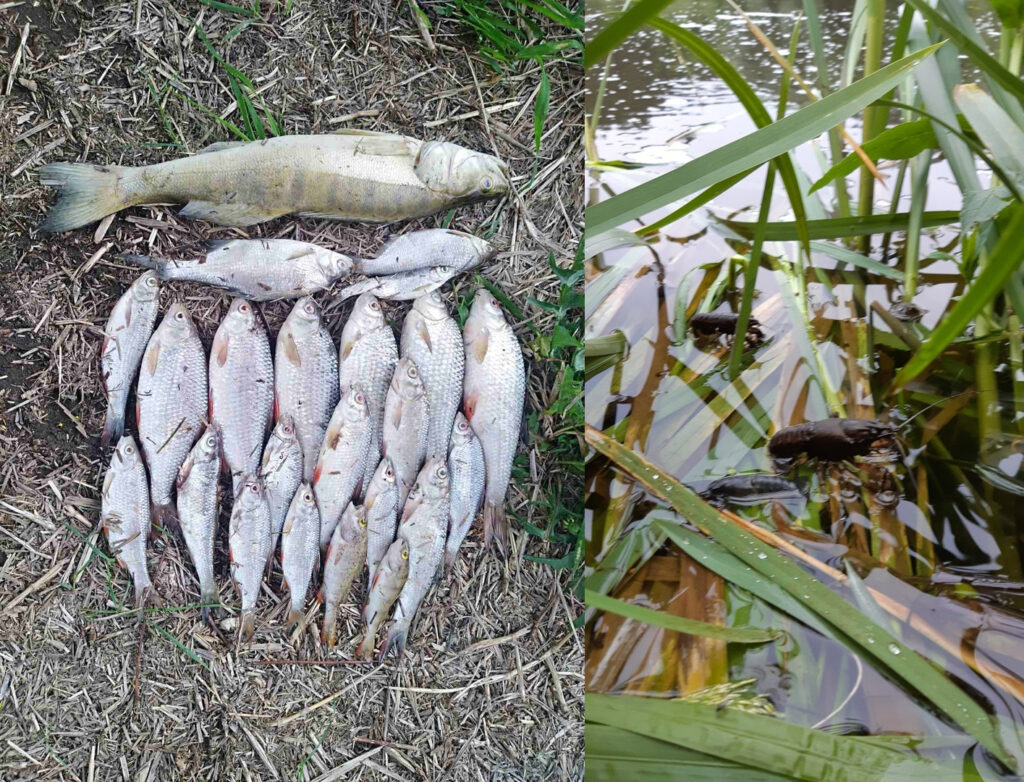 Гродзенец папрасіў Адміністрацыю прэзідэнта праверыць мор рыбы ў Нёмане