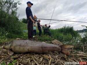 Дзяржінспекцыя патлумачыла, чаму ў Нёмане адбыўся мор рыбы