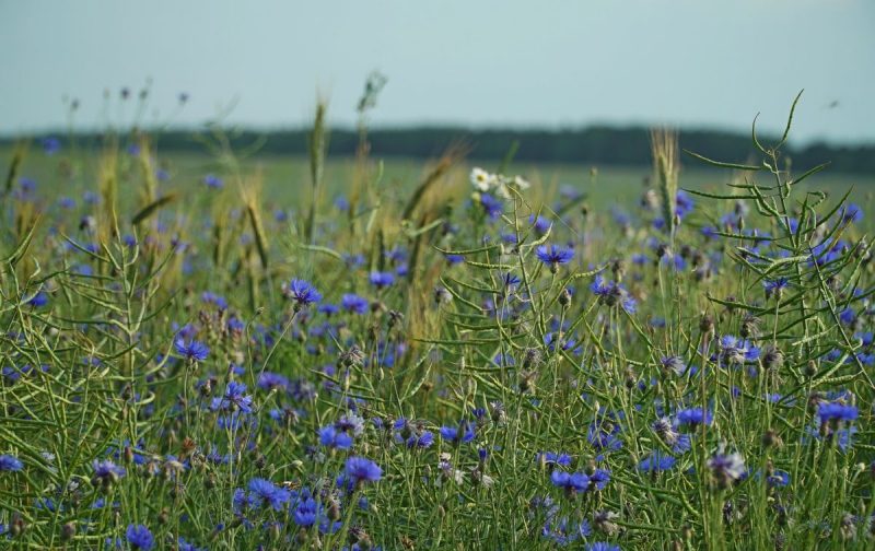 Палац графіні Красінскай, мясціны Ажэшкі і... жалезны чалавек. Што пабачыць за дзень у ваколіцах Гродна