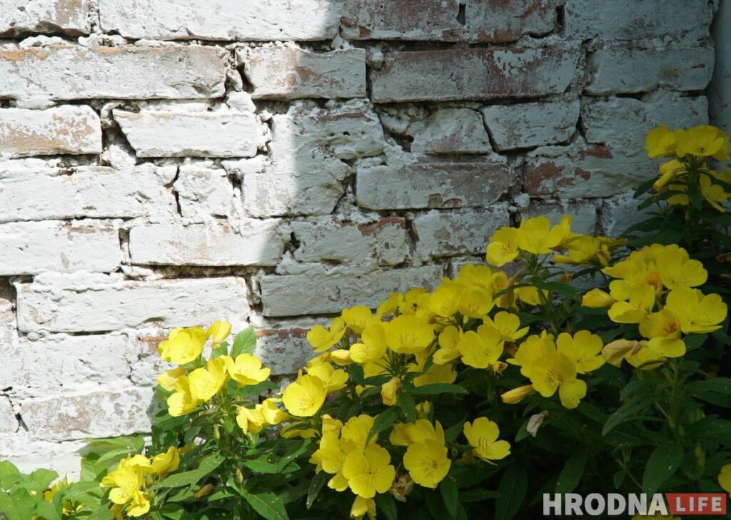 Палац у лясных джунглях,  пешы мост і найвышэйшы млын Беларусі: падарожжа на 12 цікавостак за 1 дзень