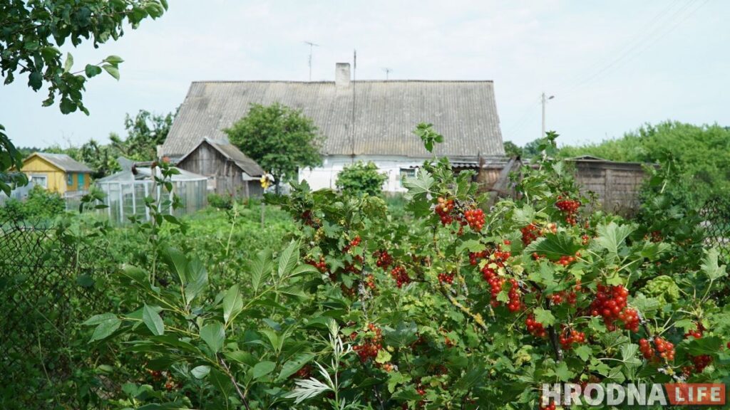 Палац у лясных джунглях,  пешы мост і найвышэйшы млын Беларусі: падарожжа на 12 цікавостак за 1 дзень