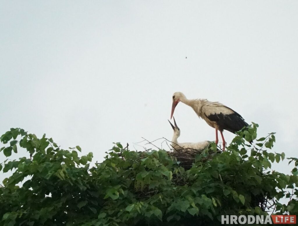 Палац у лясных джунглях,  пешы мост і найвышэйшы млын Беларусі: падарожжа на 12 цікавостак за 1 дзень