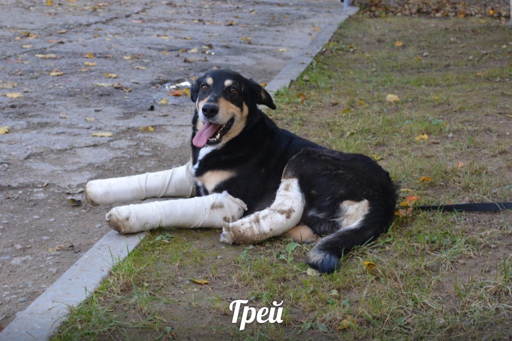 Падарожжа Грэя: як сабака выпаў з акна ў Гродна і рыхтуецца пераехаць у ЗША Падарожжа Грэя: як сабака выпаў з акна ў Гродна і рыхтуецца пераехаць у ЗША