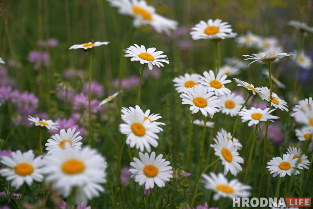 Бераставіца – амаль Кракаў, а Рэпля прыгажэй за Маскву. Што пабачыць за дзень у ваколіцах Гродна