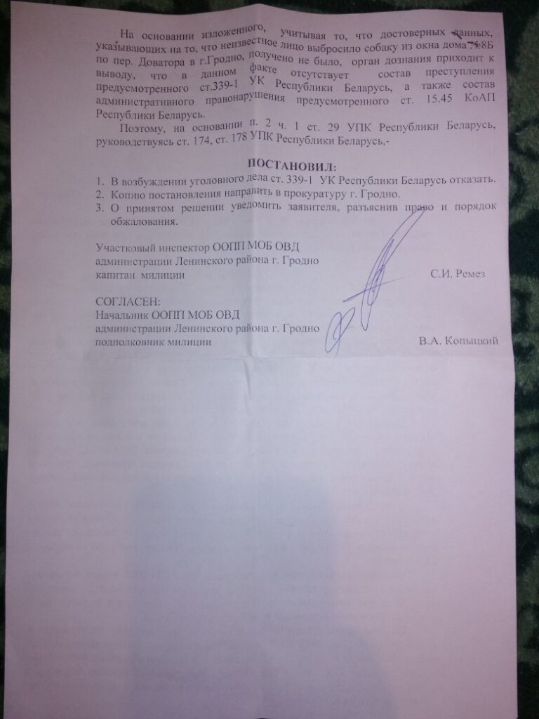 Падарожжа Грэя: як сабака выпаў з акна ў Гродна і рыхтуецца пераехаць у ЗША