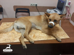 У Гродне сабаку выкінулі з акна. Што кажа міліцыя