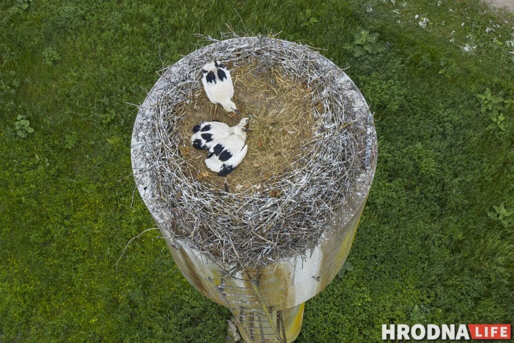 Палац у лясных джунглях,  пешы мост і найвышэйшы млын Беларусі: падарожжа на 12 цікавостак за 1 дзень