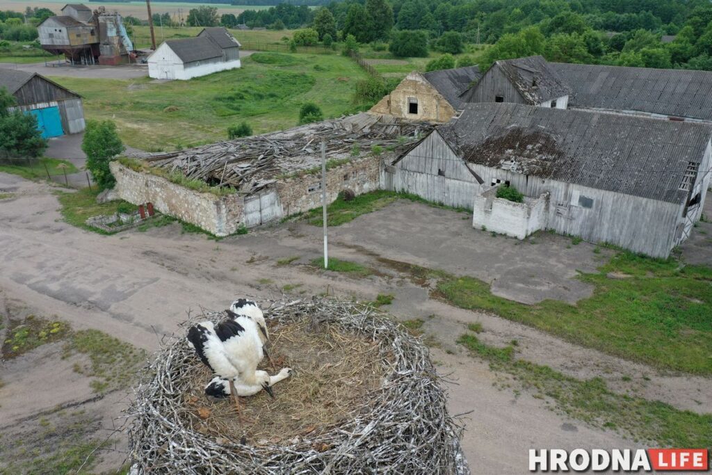 Палац у лясных джунглях,  пешы мост і найвышэйшы млын Беларусі: падарожжа на 12 цікавостак за 1 дзень