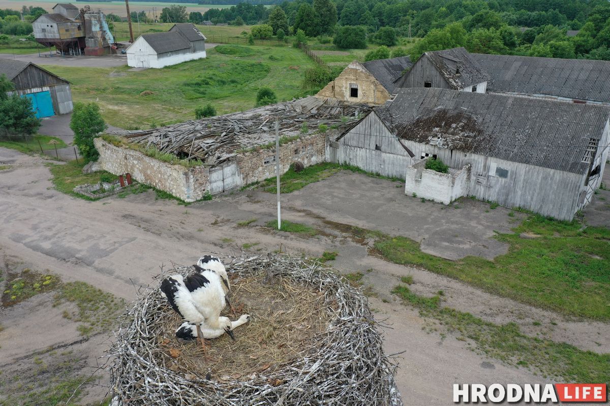 Палац у лясных джунглях, пешы мост і кавалачак Вестфаліі ў Беларусі: падарожжа на 12 цікавостак за 1 дзень