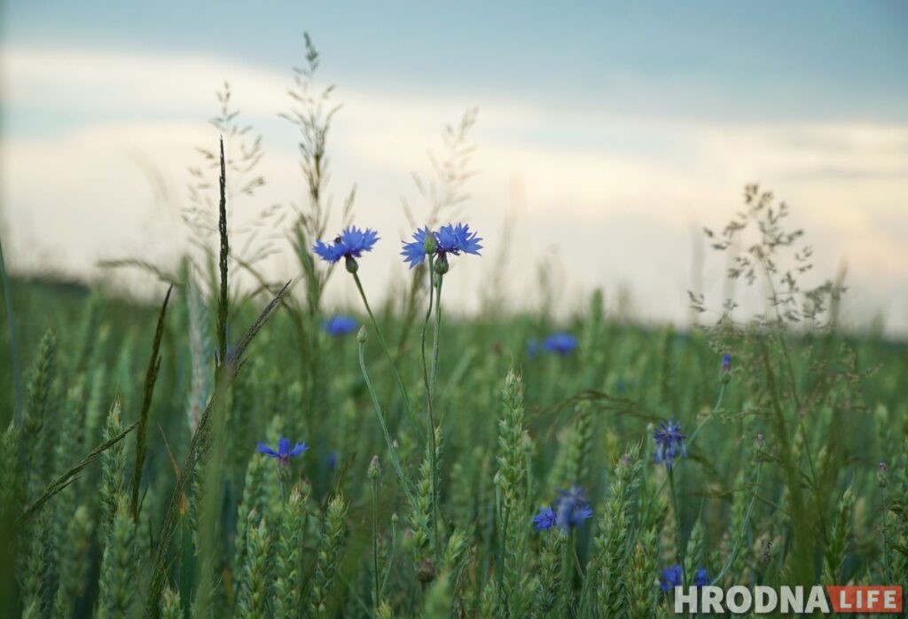 Палац у лясных джунглях,  пешы мост і найвышэйшы млын Беларусі: падарожжа на 12 цікавостак за 1 дзень