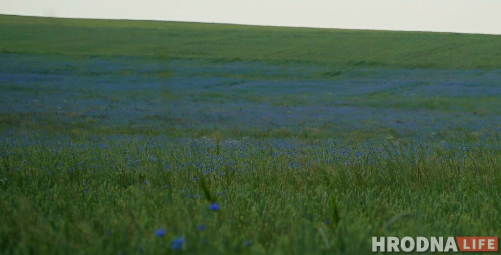Палац у лясных джунглях,  пешы мост і найвышэйшы млын Беларусі: падарожжа на 12 цікавостак за 1 дзень