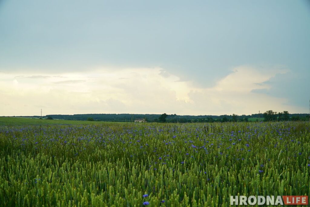 Палац у лясных джунглях,  пешы мост і найвышэйшы млын Беларусі: падарожжа на 12 цікавостак за 1 дзень