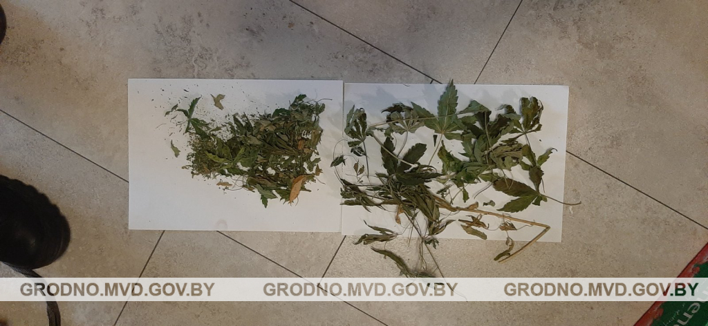 Гродзенец вырошчваў каноплі ў шафе Гродзенец вырошчваў каноплі ў шафе