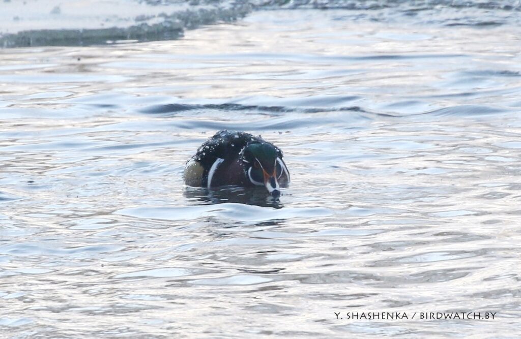 В морозы под Гродно обнаружили новый вид птиц для Беларуси – каролинскую утку