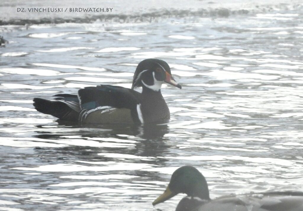 У маразы пад Гродна знайшлі новы від птушак для Беларусі – качку-каралінку У маразы пад Гродна знайшлі новы від птушак для Беларусі – качку-каралінку