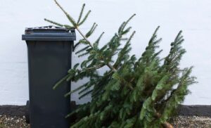 Як пазбавіцца ад навагодняй ялінкі ў Гродне?