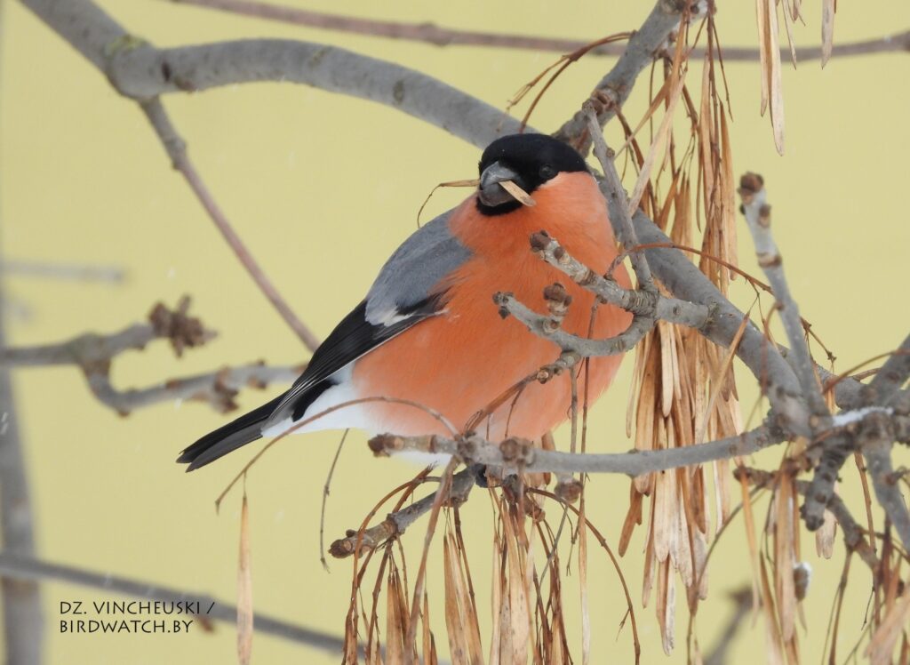 Гілі ў Гродне: дзе іх убачыць, чым пакарміць (і ці патрэбна гэта) Гілі ў Гродне: дзе іх убачыць, чым пакарміць (і ці патрэбна гэта)