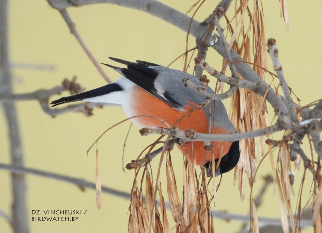 Гілі ў Гродне: дзе іх убачыць, чым пакарміць (і ці патрэбна гэта)