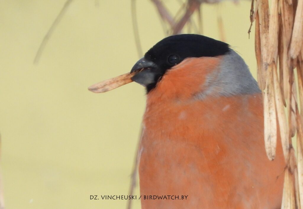 Гілі ў Гродне: дзе іх убачыць, чым пакарміць (і ці патрэбна гэта)