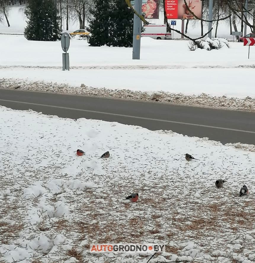 Гілі ў Гродне: дзе іх убачыць, чым пакарміць (і ці патрэбна гэта)