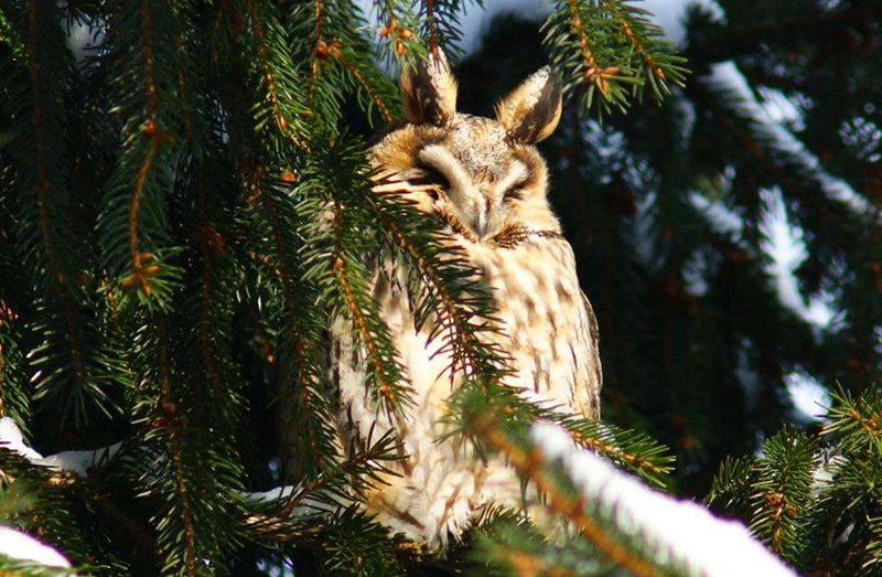 Любіце птушак і фатаграфаваць? Удзельнічайце ў незвычайным чэмпіянаце замест нас