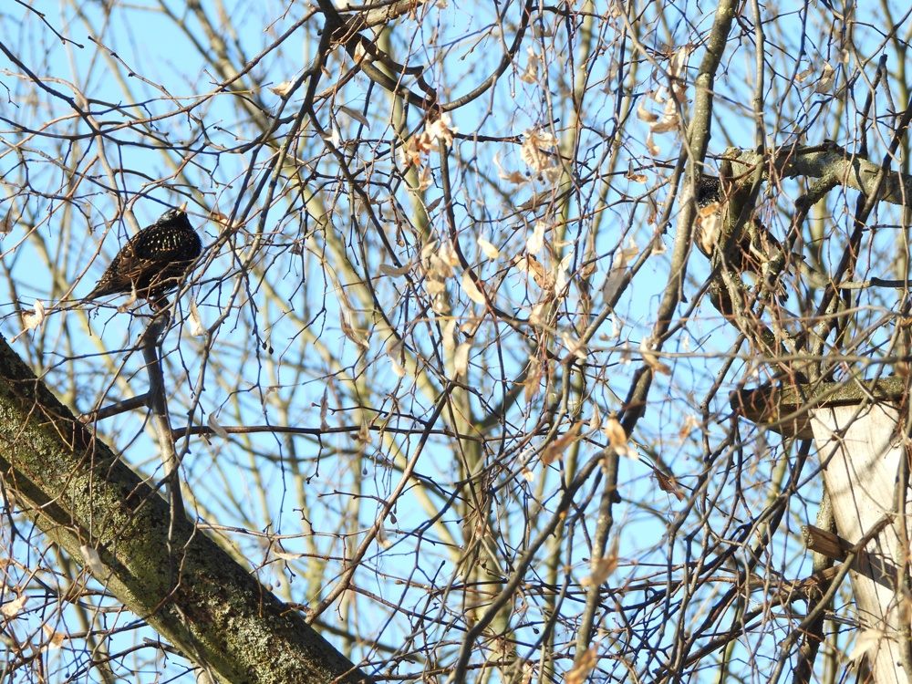 У Гродна вяртаюцца пералётныя птушкі. Назіраць за іх шляхам з выраю можна анлайн