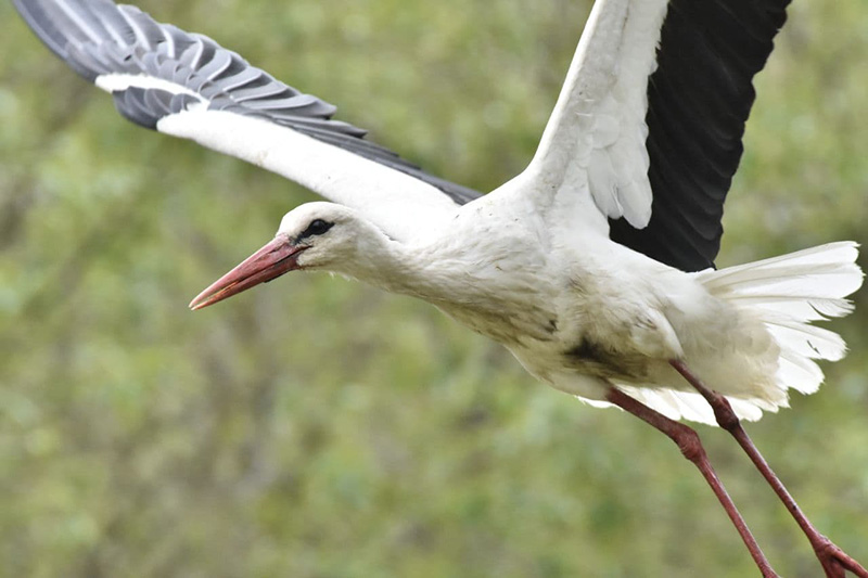 У Гродна вяртаюцца пералётныя птушкі. Назіраць за іх шляхам з выраю можна анлайн Буслы ўжо недалёка ад Беларусі. Фота: Іна Субоціна, ptushki.org