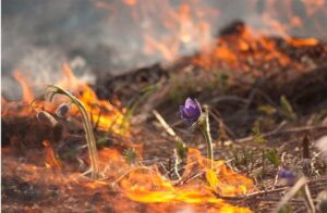 Шэсць чалавек у Гродзенскай вобласці аштрафавалі за вясновыя палы. Як не дапусціць пажару?