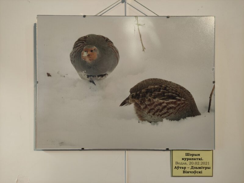 Бердвочер Дмитрий Винчевский: "О птицах есть много мифов с советских времен”
