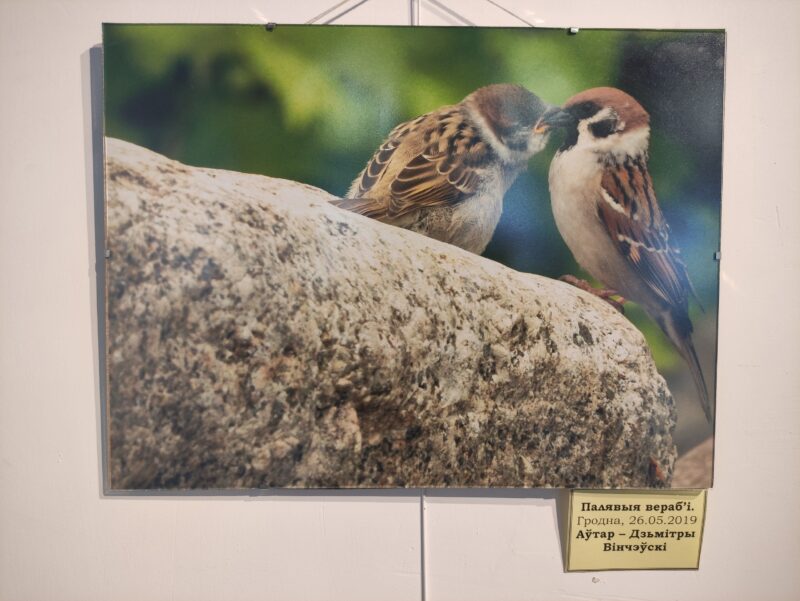 Бердвочер Дмитрий Винчевский: "О птицах есть много мифов с советских времен”
