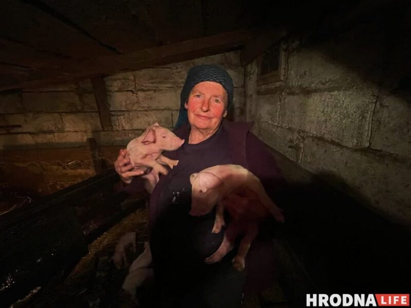 Фотагісторыя пра 22 парасяці. У гаспадыні з Гродзенскай вобласці свінаматка нарадзіла рэкорд